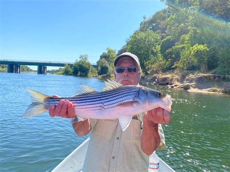 American River Fishing Reports: Latest Updates.